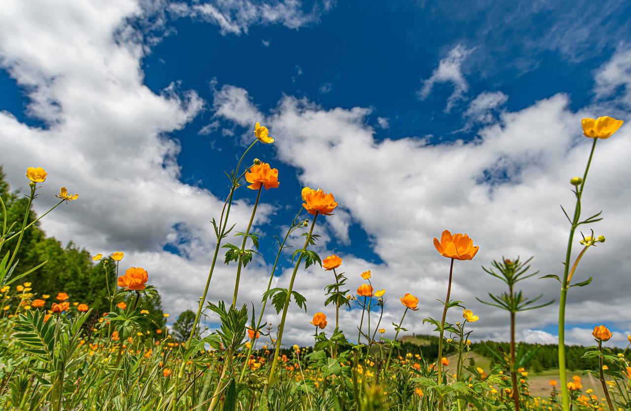 orange flowers