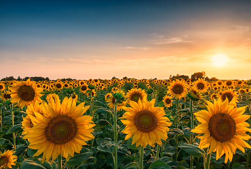 sunflowers