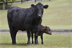 cattle.jpg