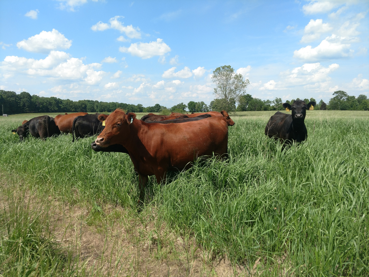 cattle in a field