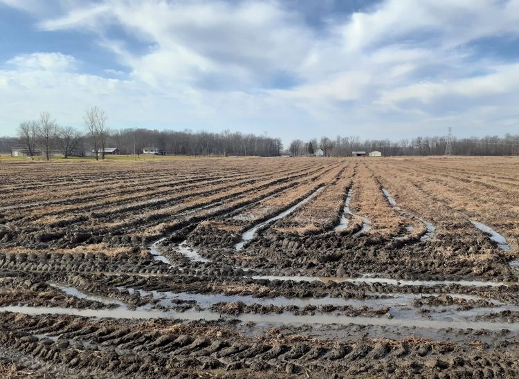 A Wet Harvest and Its Lasting Effects