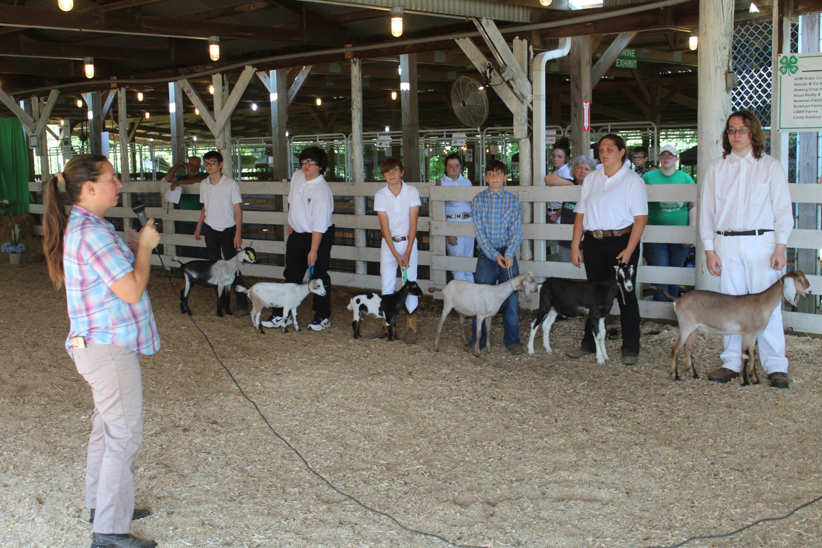 goat show presentation 