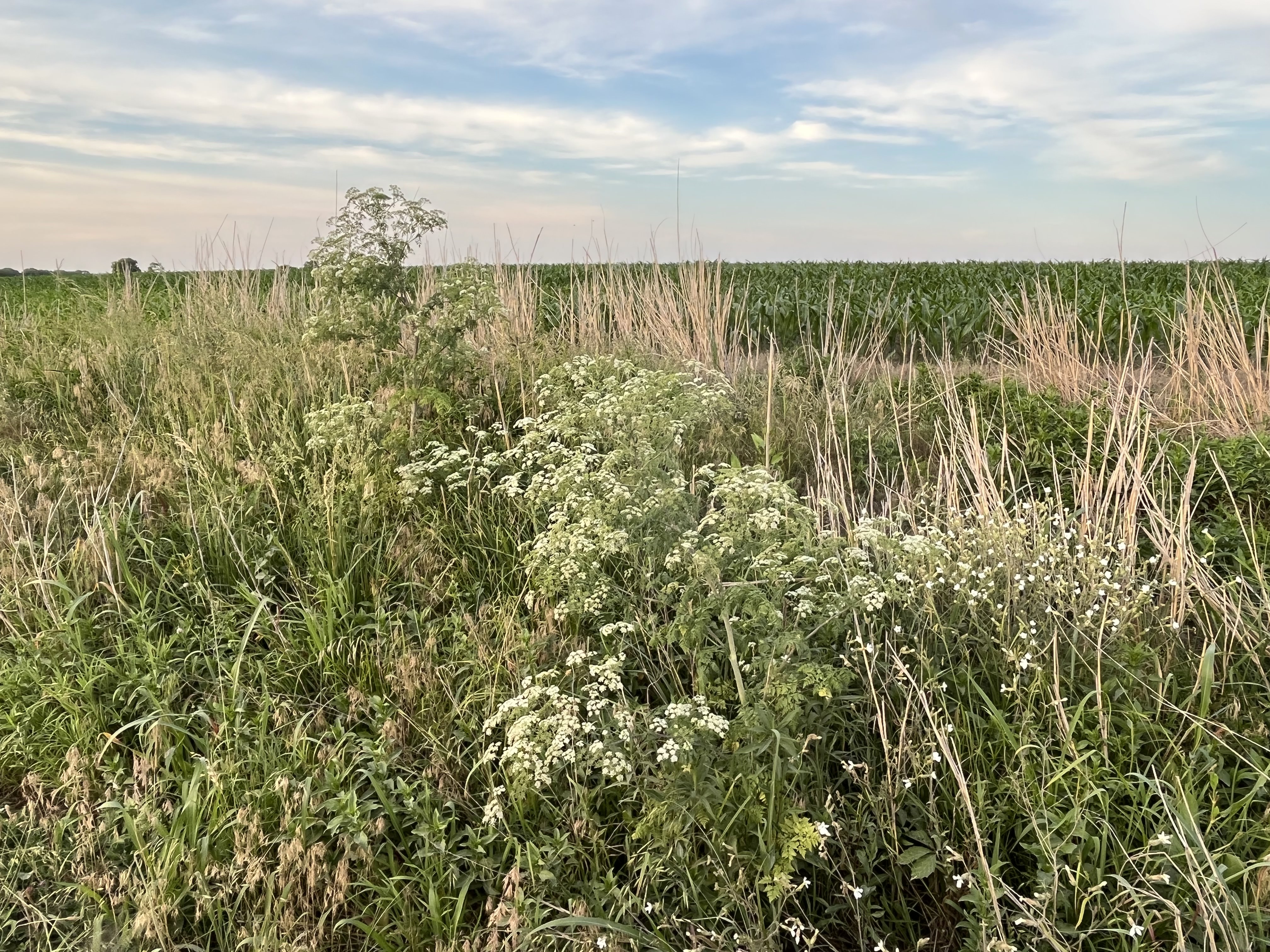 poison hemlock on rural roadway