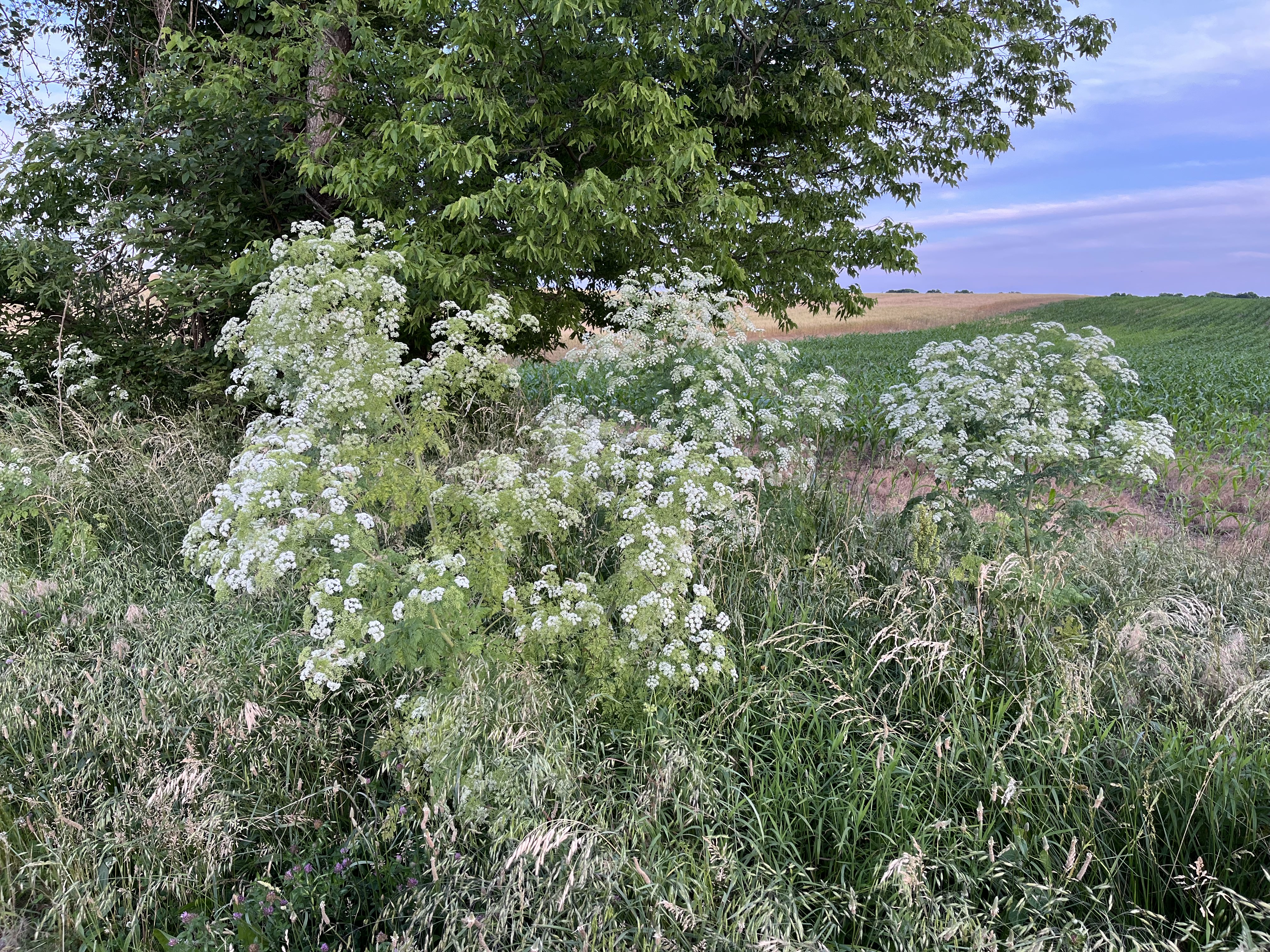 poison hemlock on rural roadway
