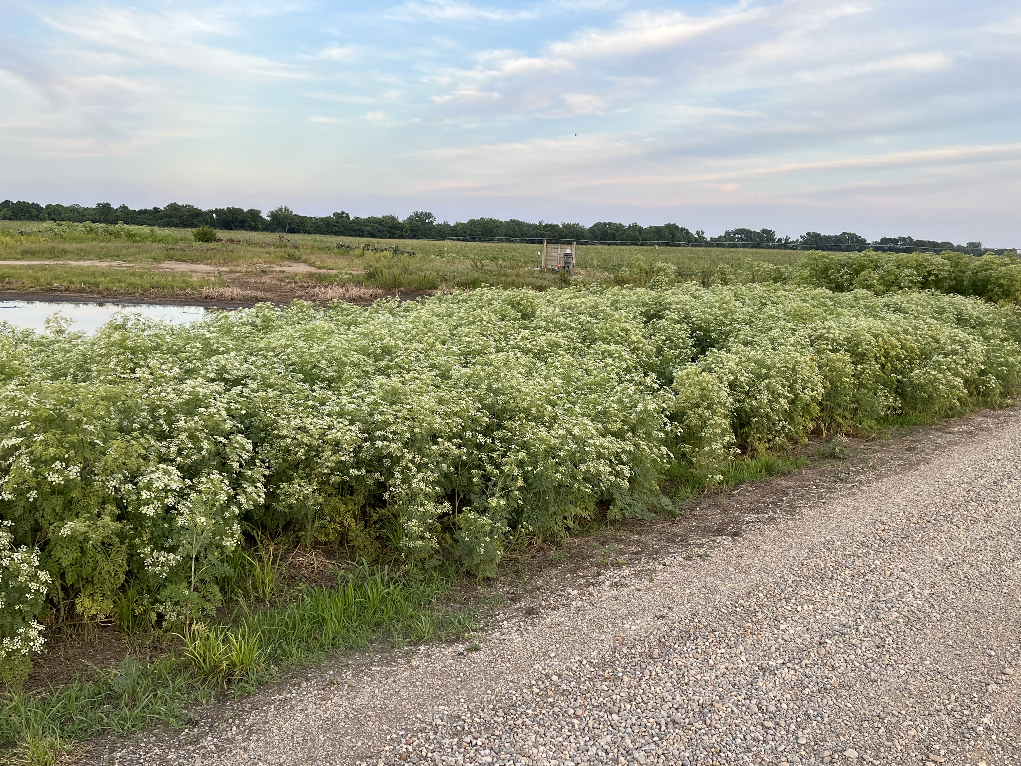 poison hemlock on rural roadway