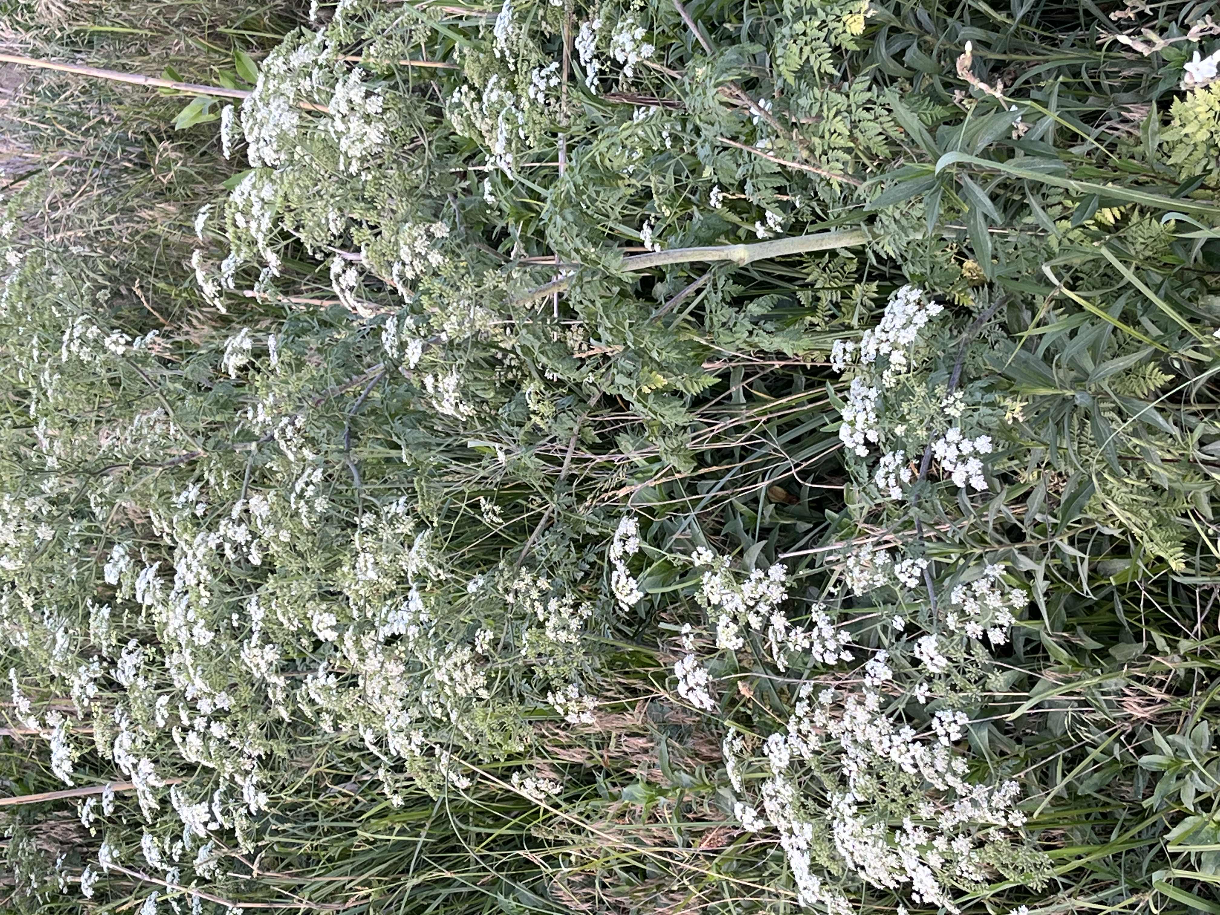 poison hemlock on rural roadway