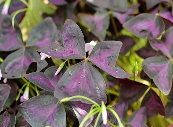 False Shamrock or Oxalis plant