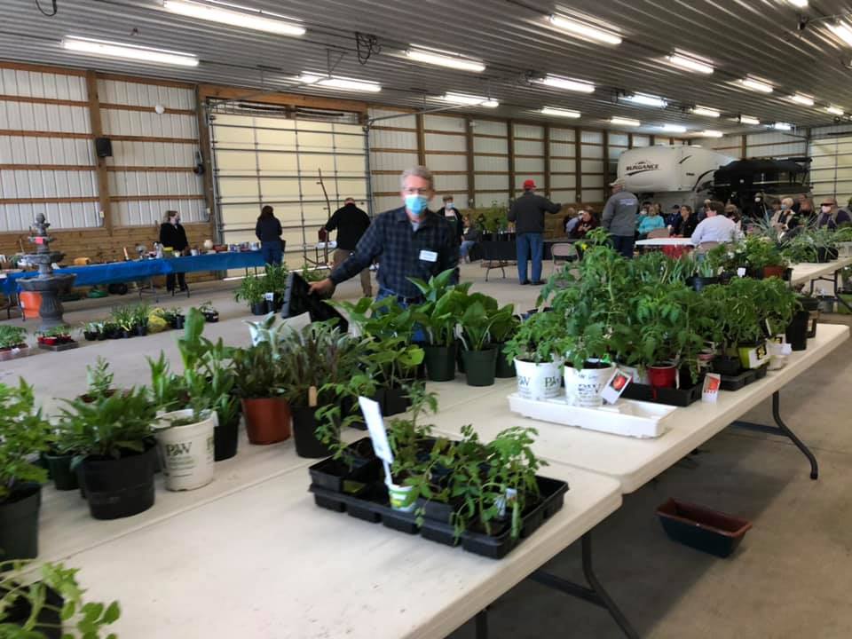 Plants for sale at auction 