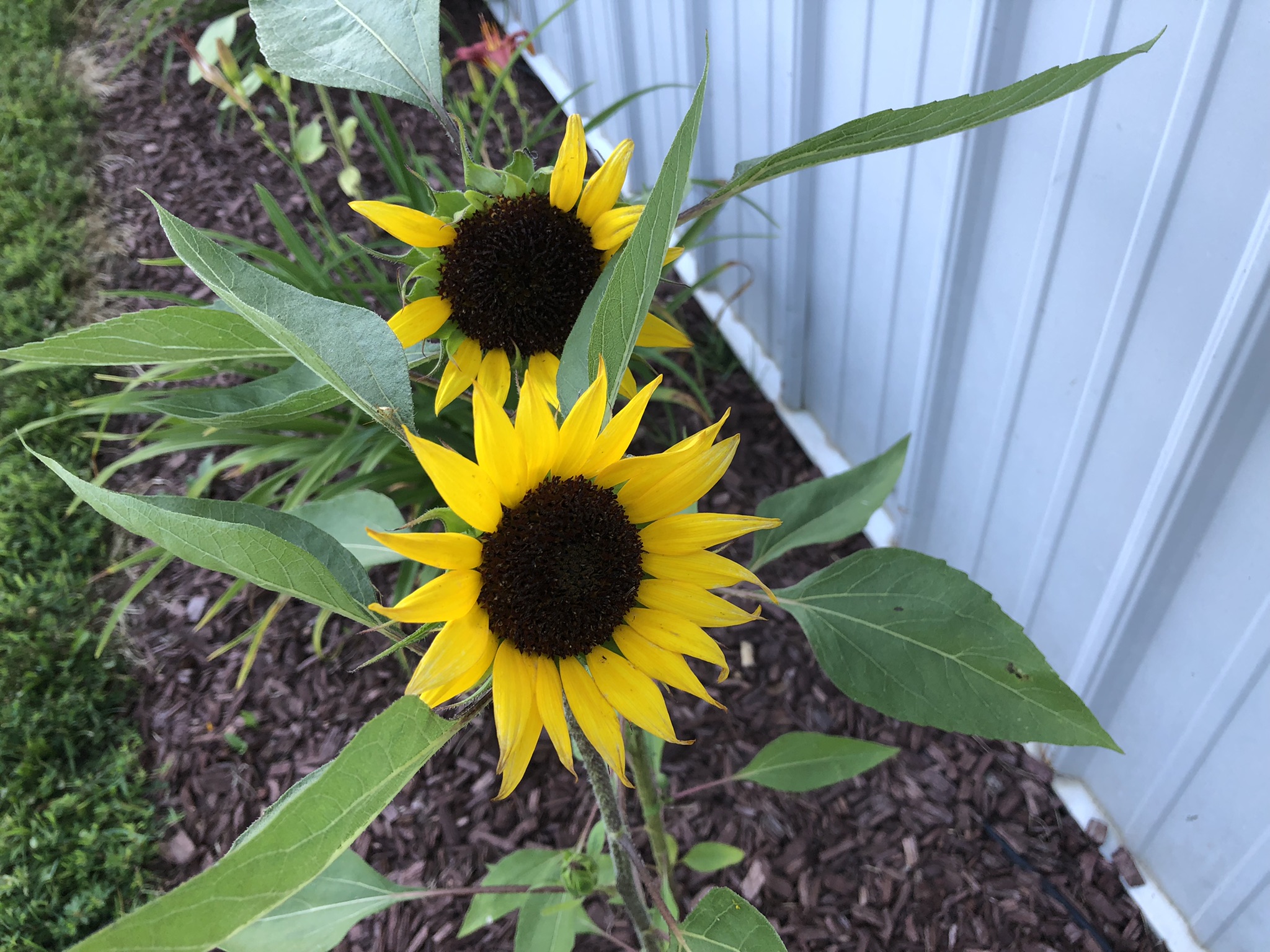 Image of a sunflower 