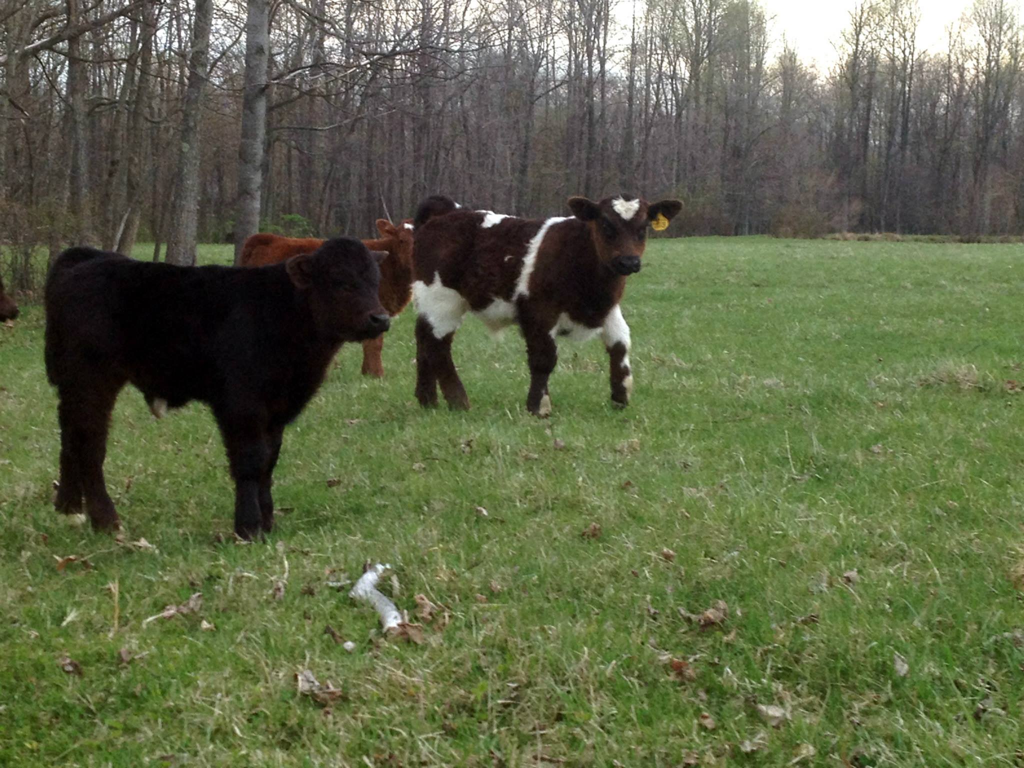 cattle in a field 