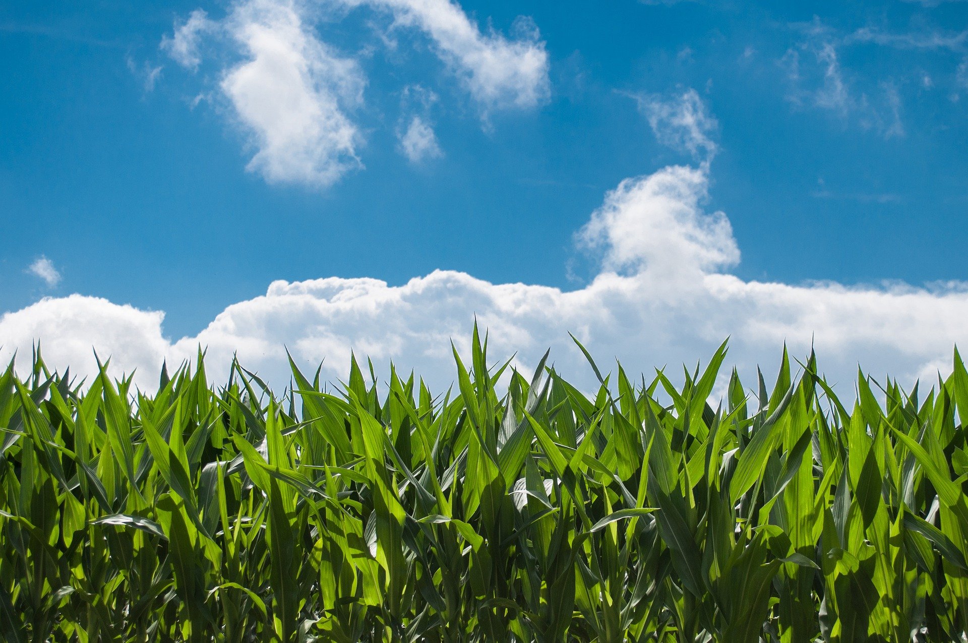 corn field 