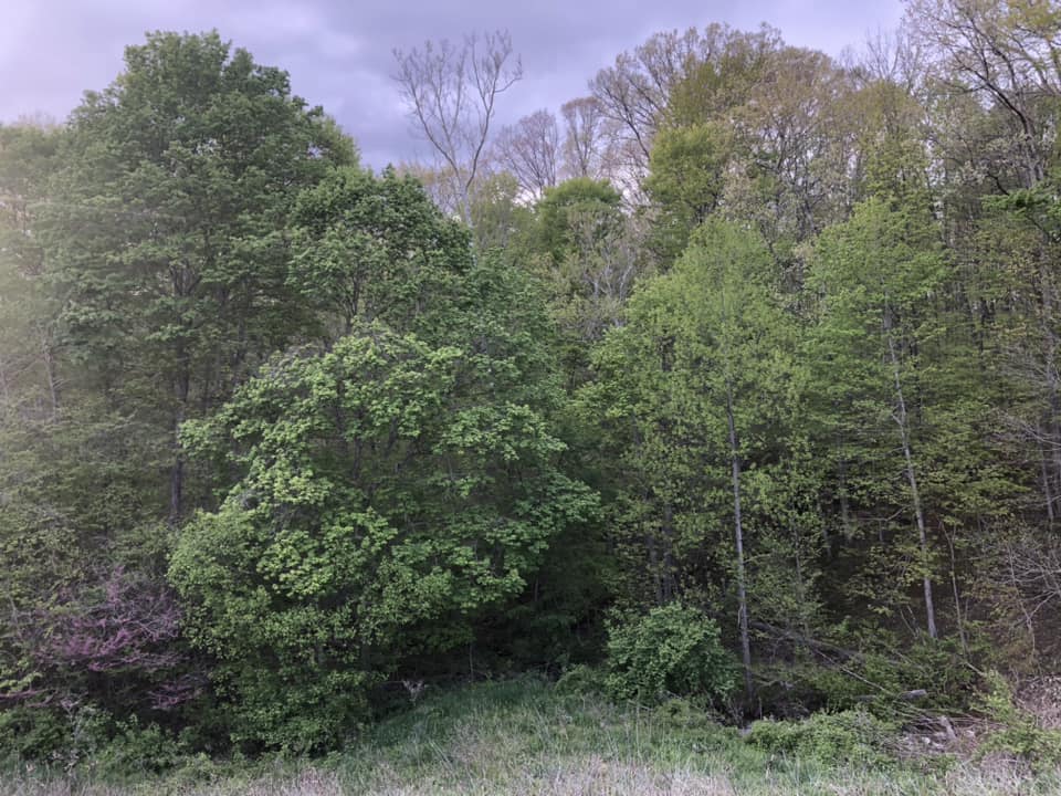 trees in a forest