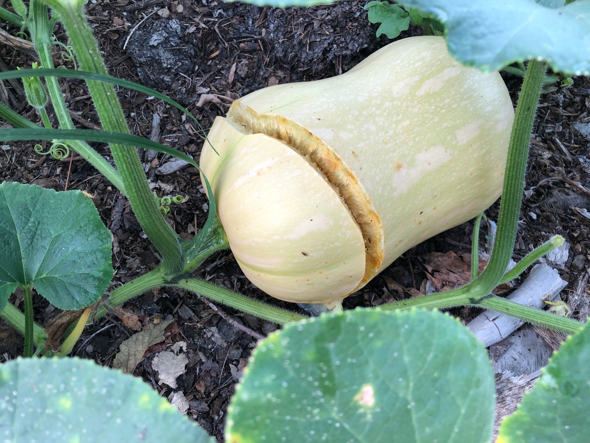 Squash with damage around the side of it. 