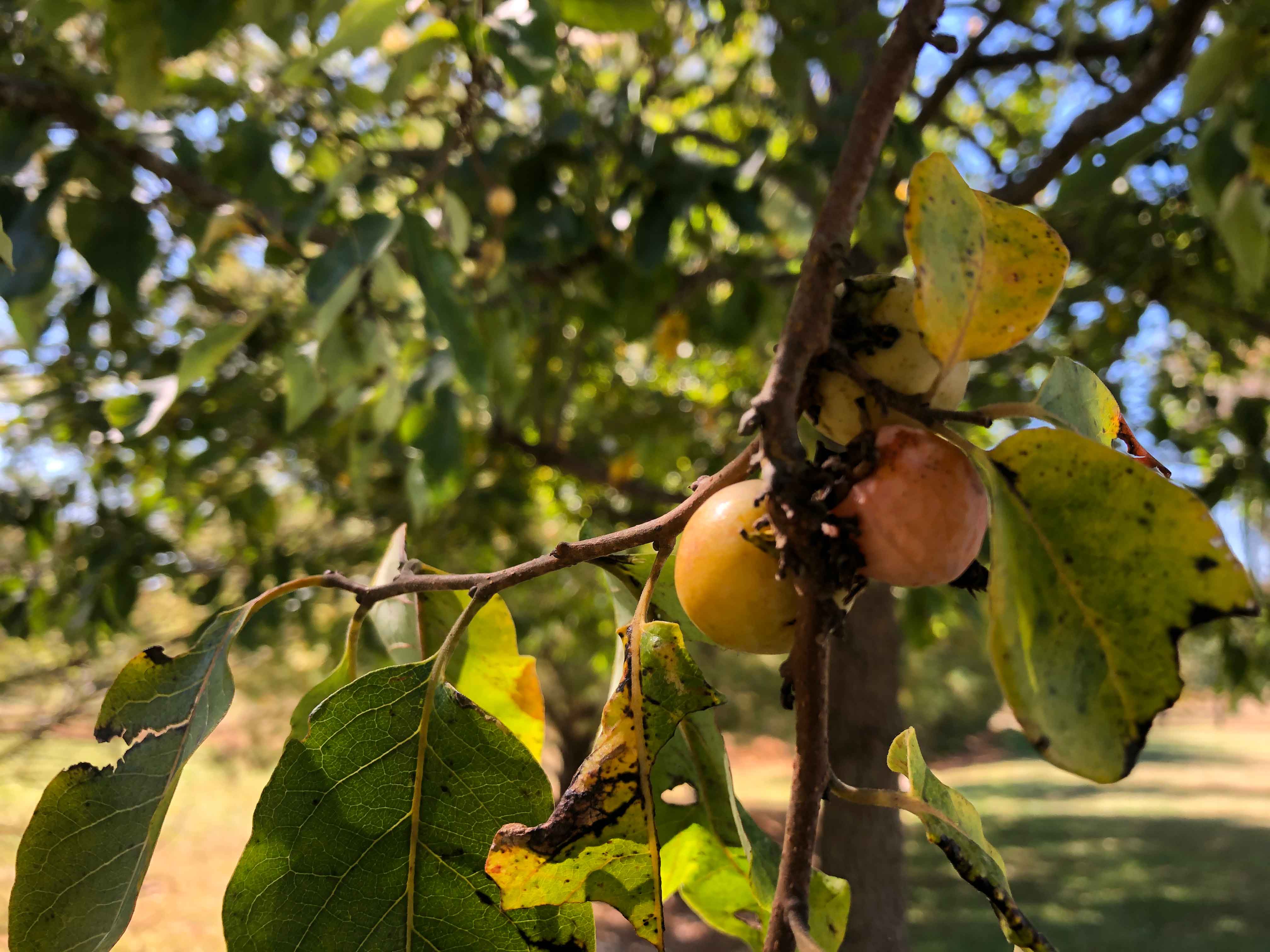 persimmons on a tree