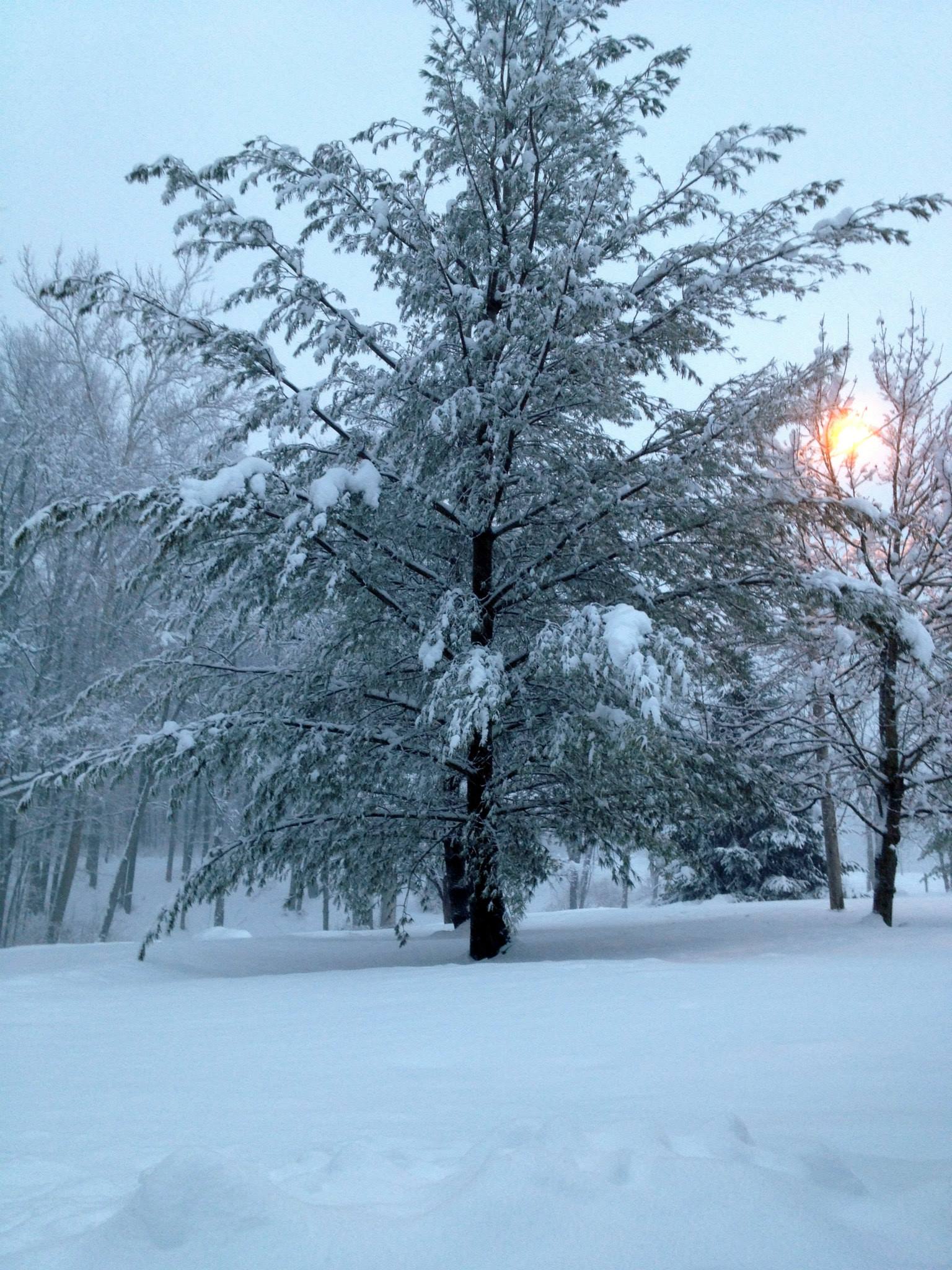 Snow on a tree 