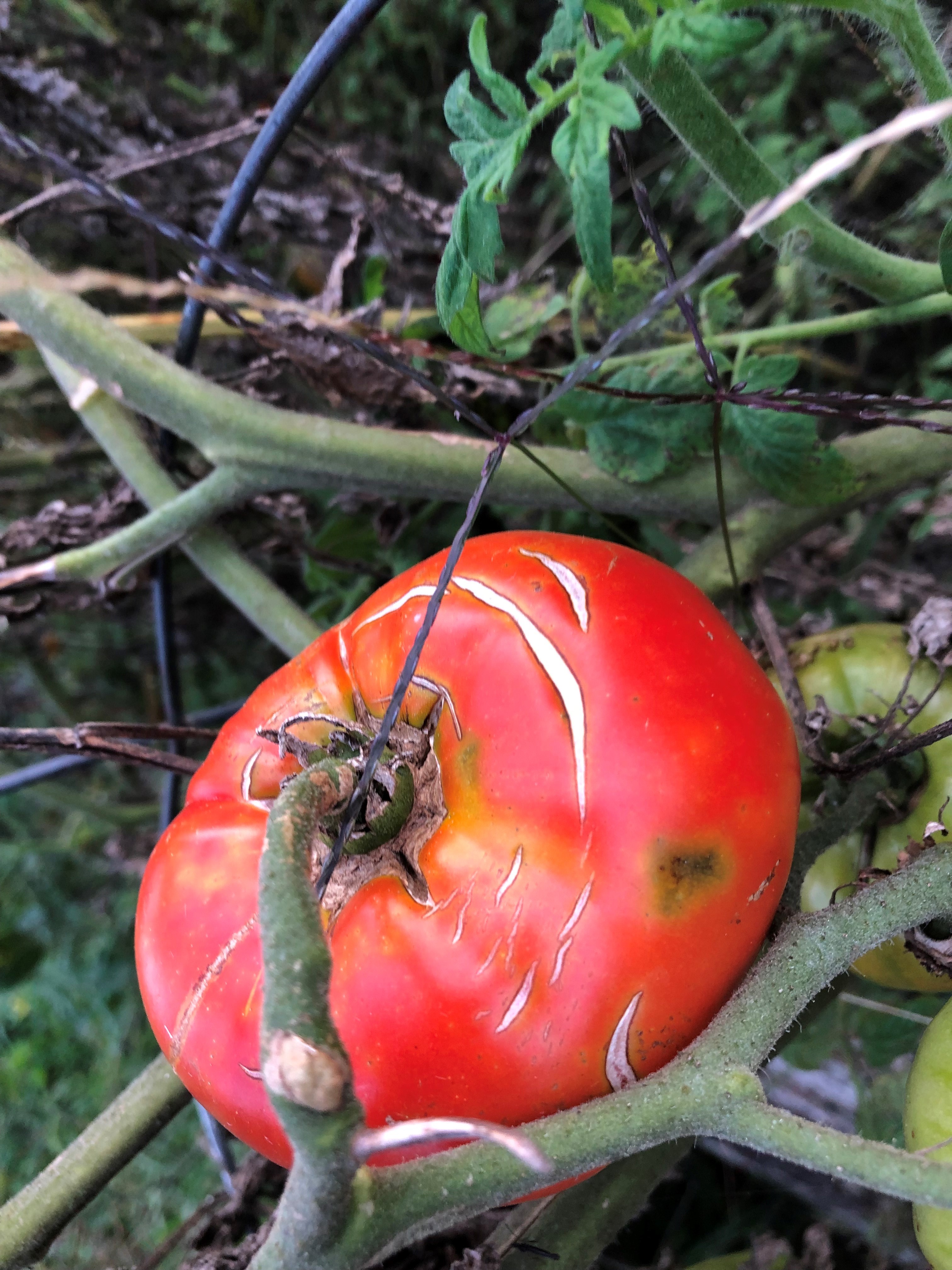 tomato cracks