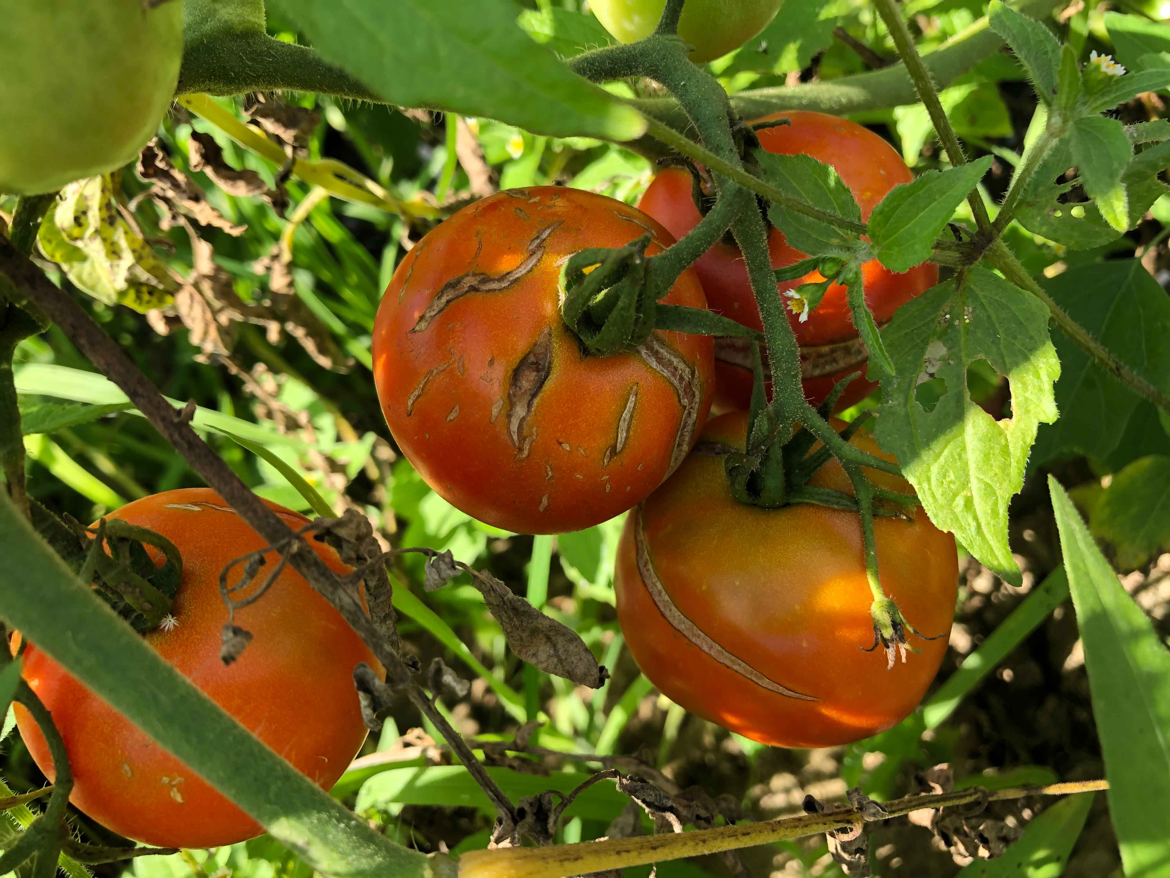 Tomatoes with damage on them 