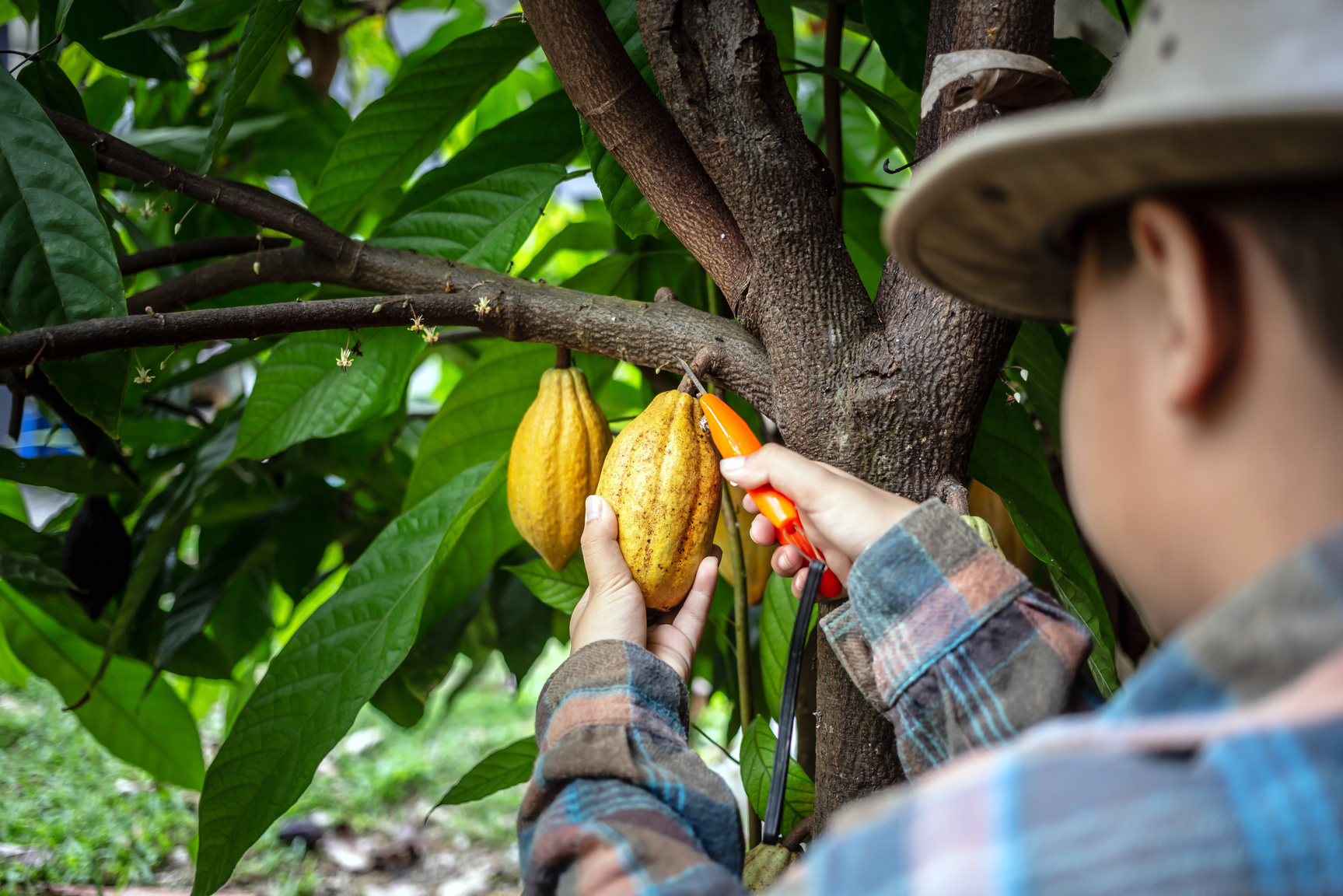 Farmer Harvesting Casava