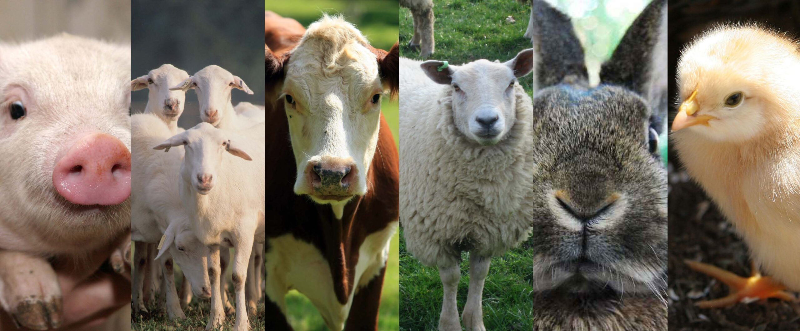 livestock