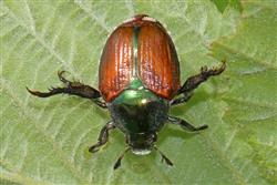 beetle.jpg