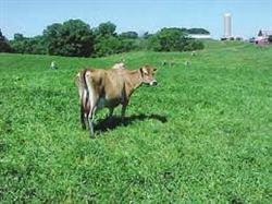 grazing.jpg