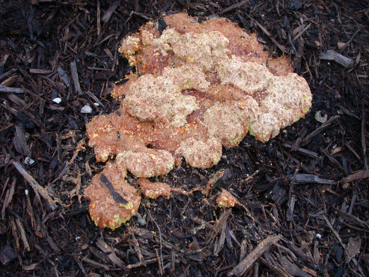 slime mold