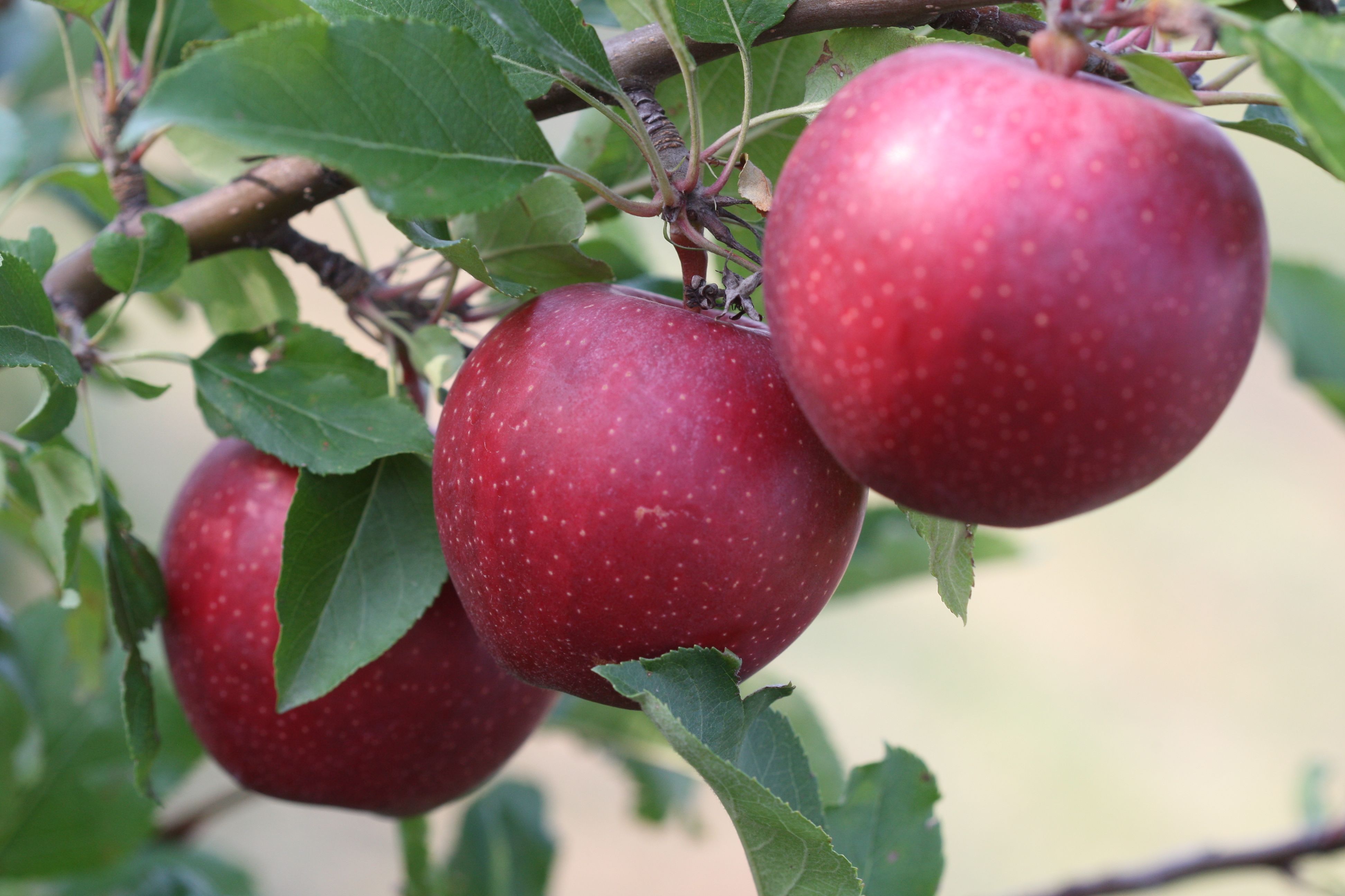 apples