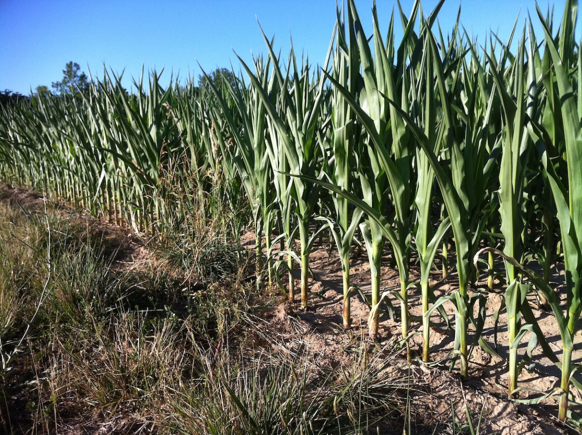 corn in drought