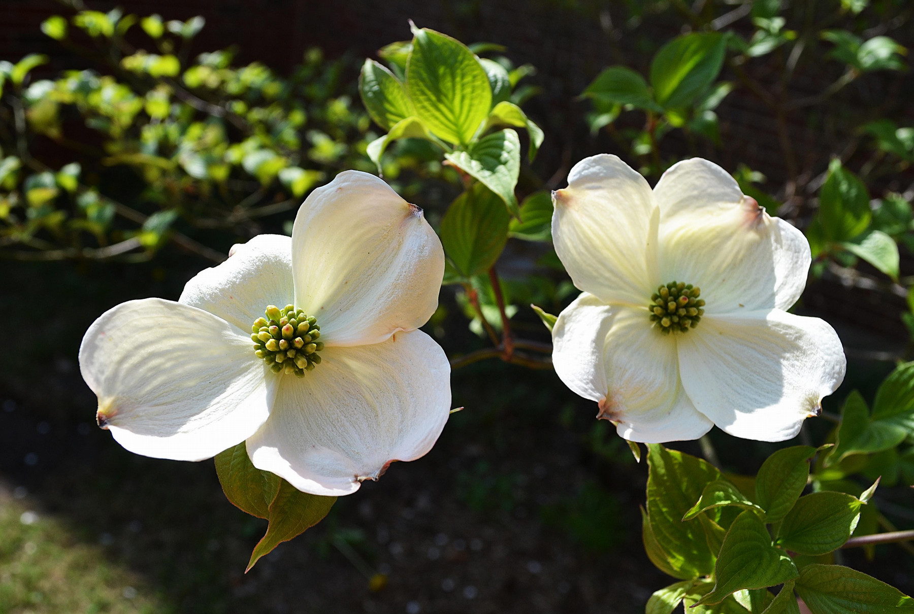 flowering dogwood