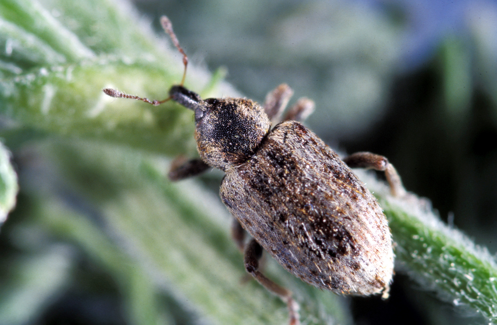 Alfalfa weevil adult