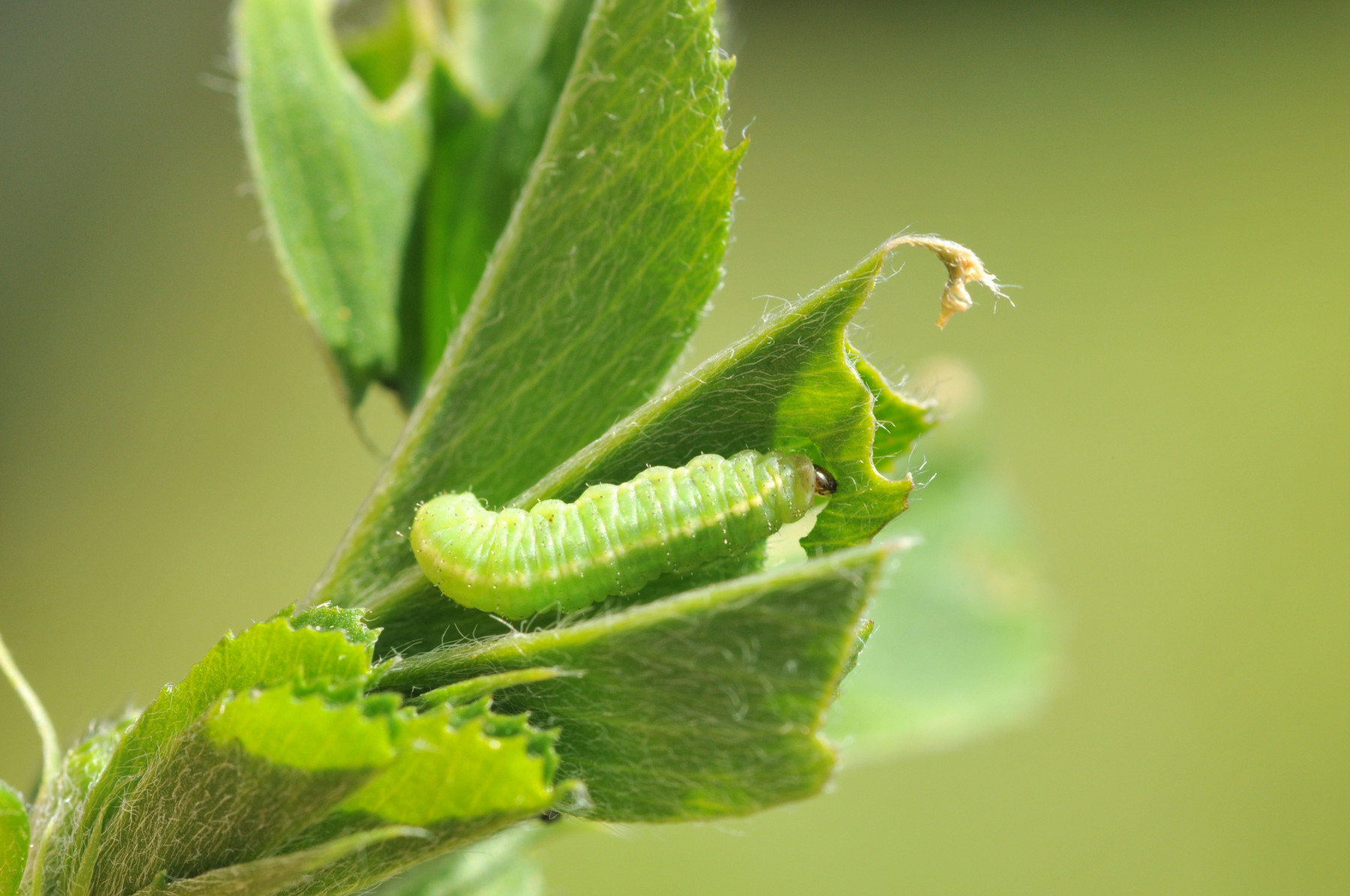 Alfalfa weevil larva and leaf damage