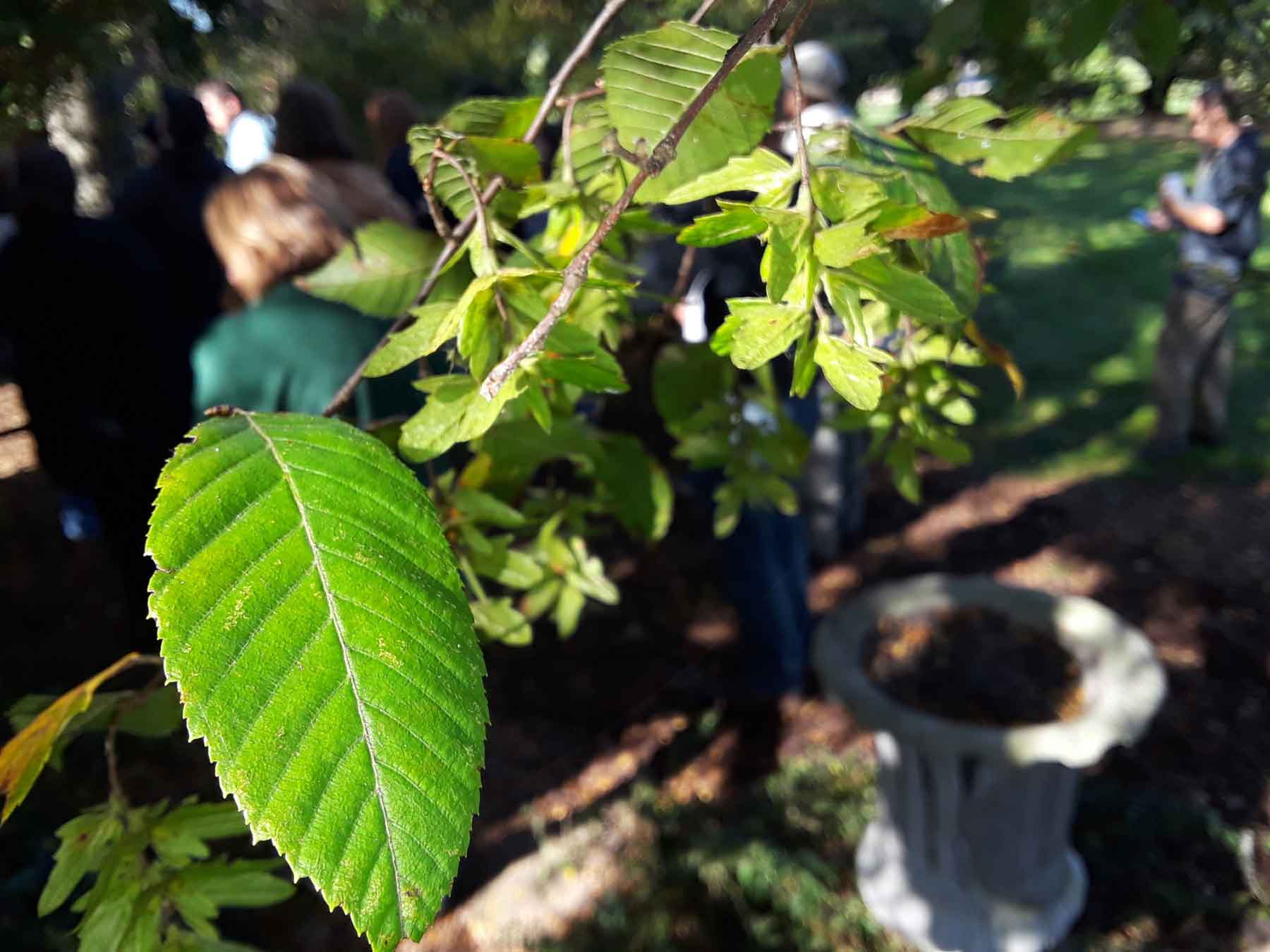 American hornbeam leaf and fruit