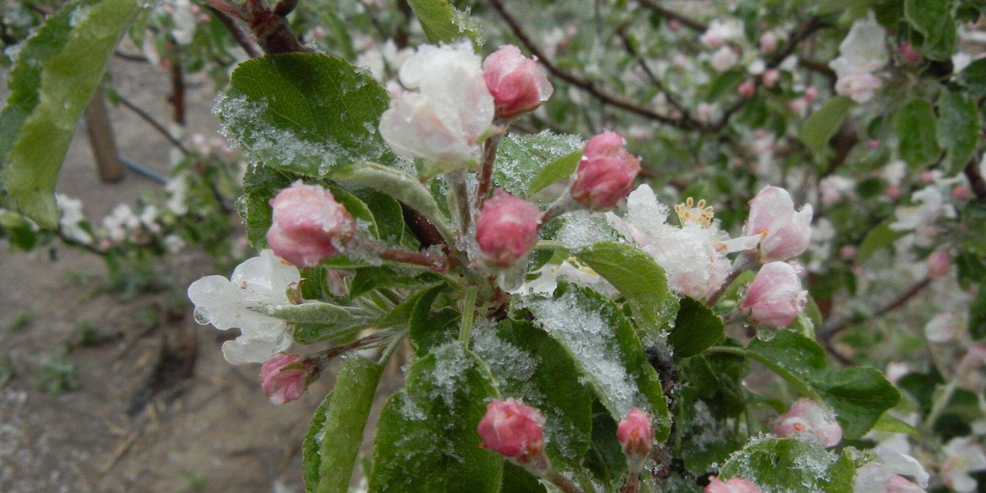Open apple buds during a late spring freeze