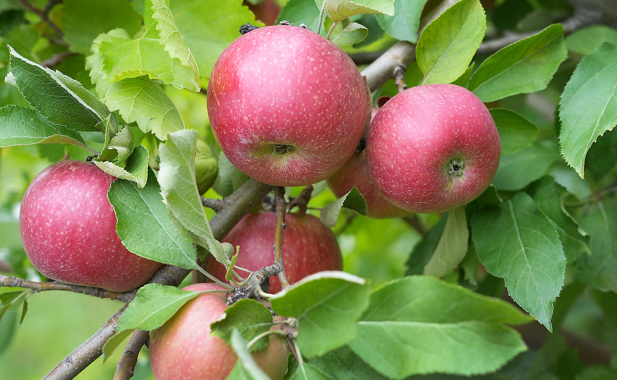 apples