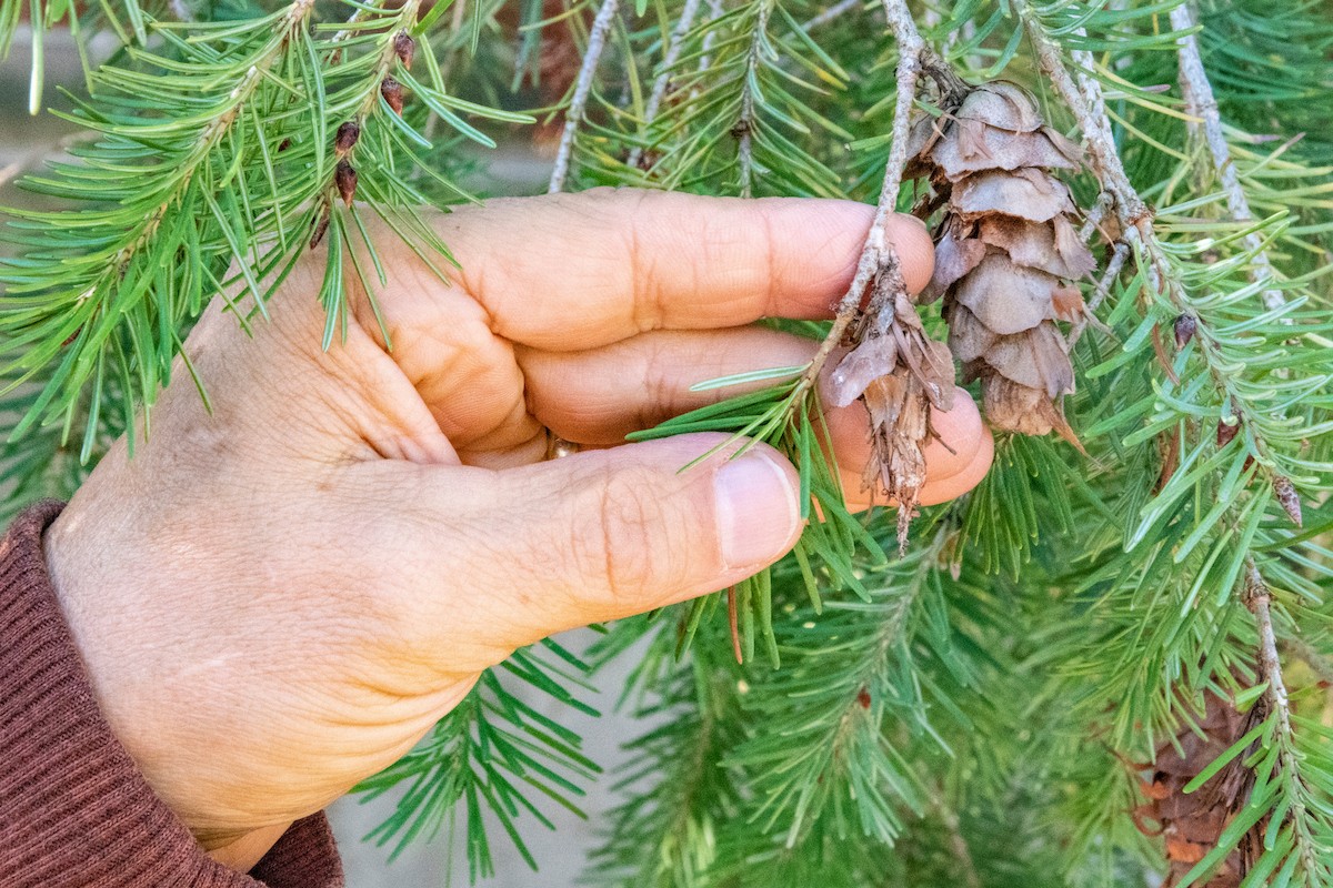 bagworm and regular Douglas fir cone