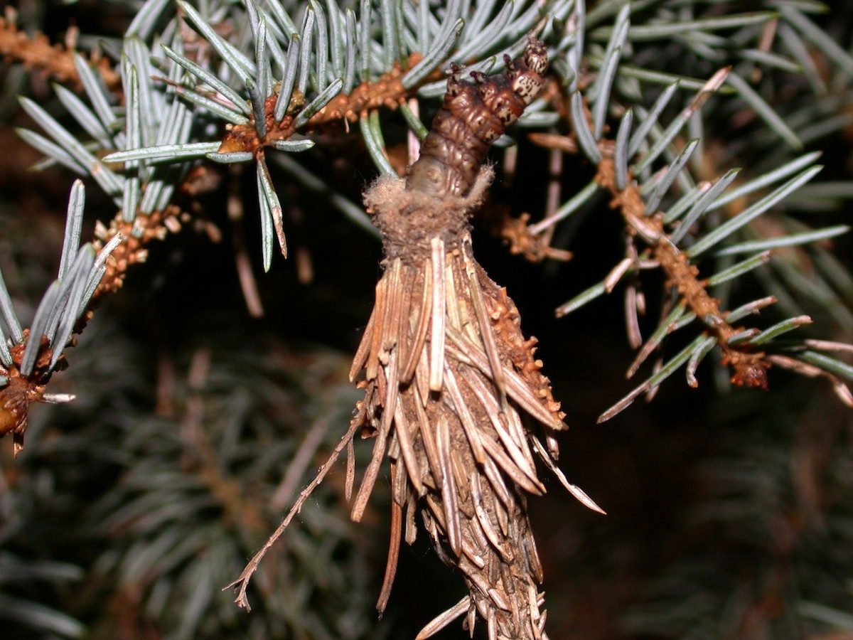 Bagworm feeding out of top of bag