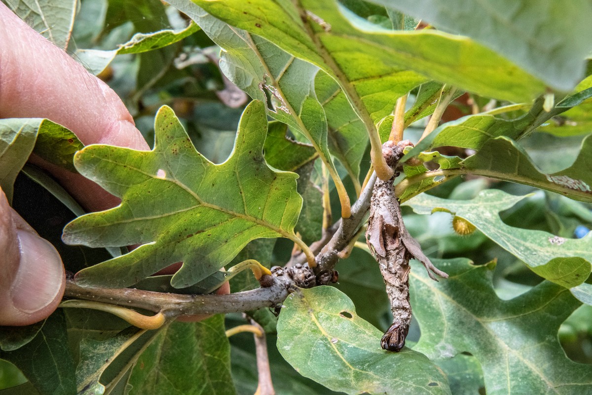 Bagworm on oak