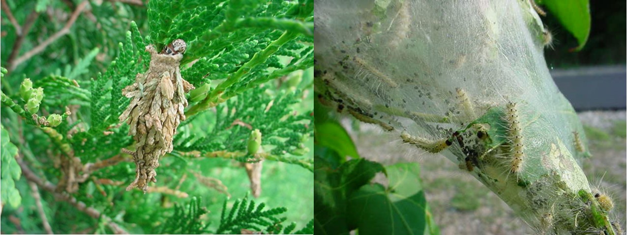 bagworm and webworms
