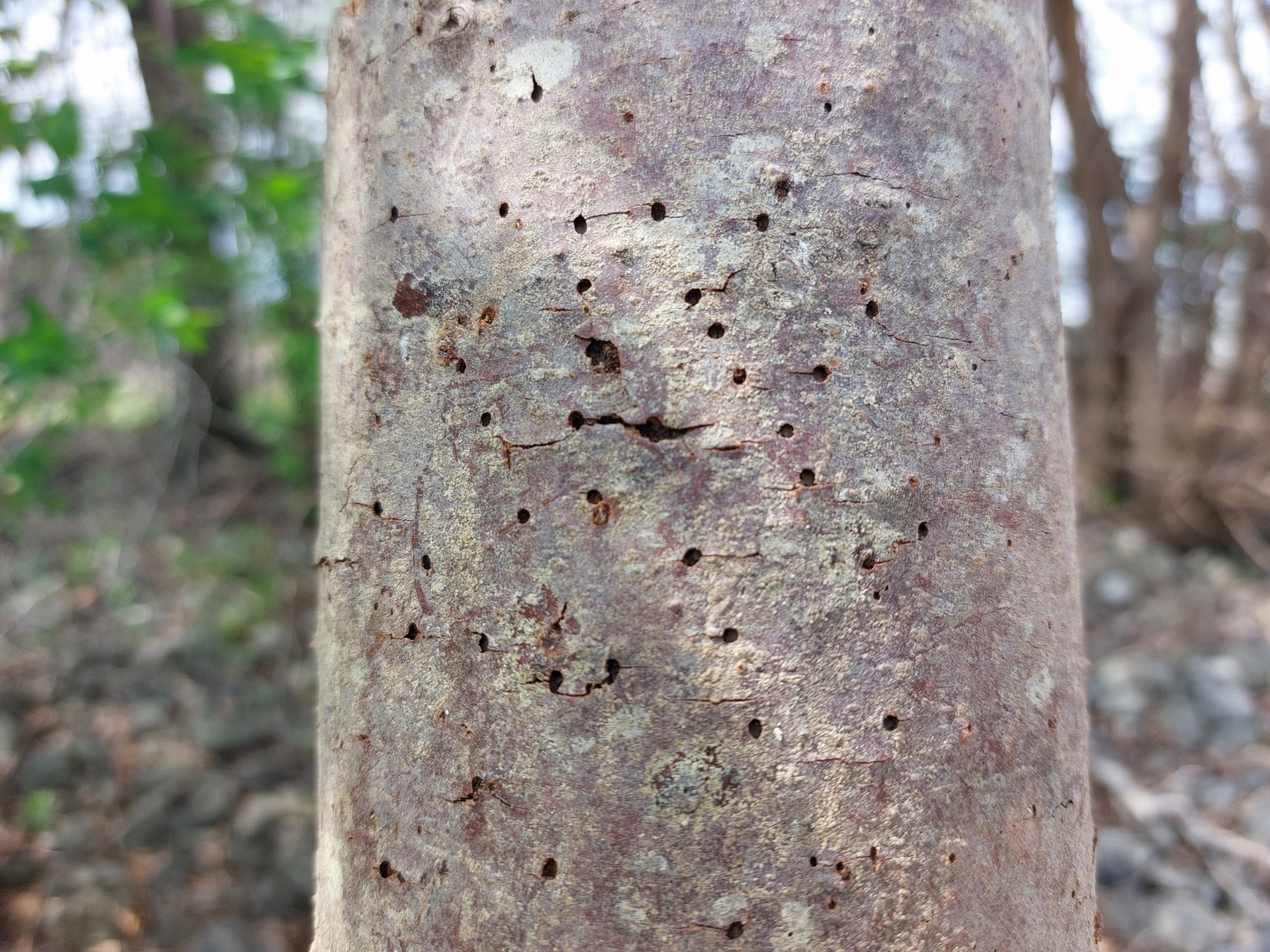 evergreen with bark borer holes in trunk