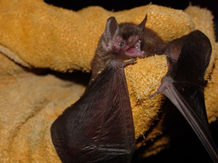 bat