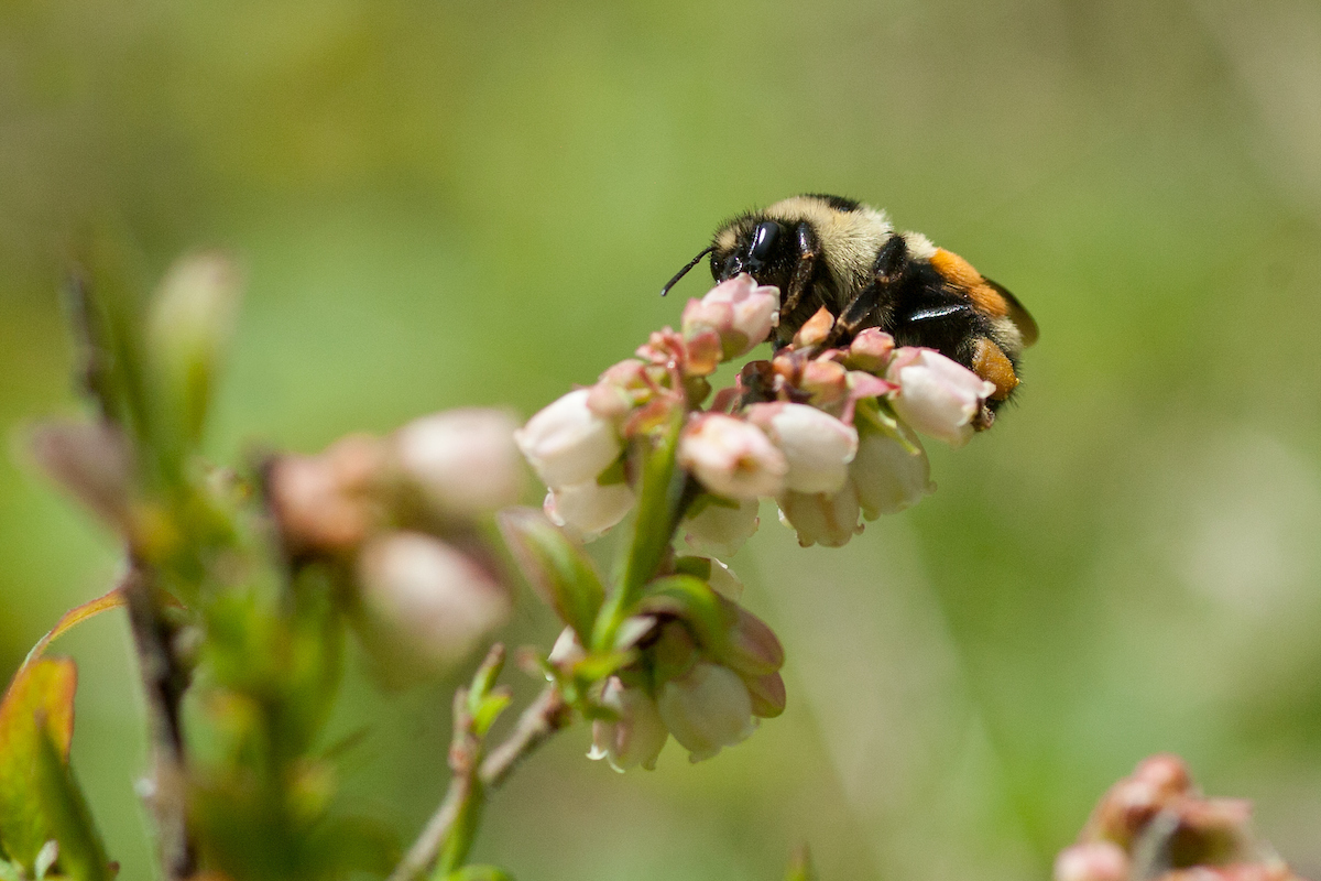 bumblebee