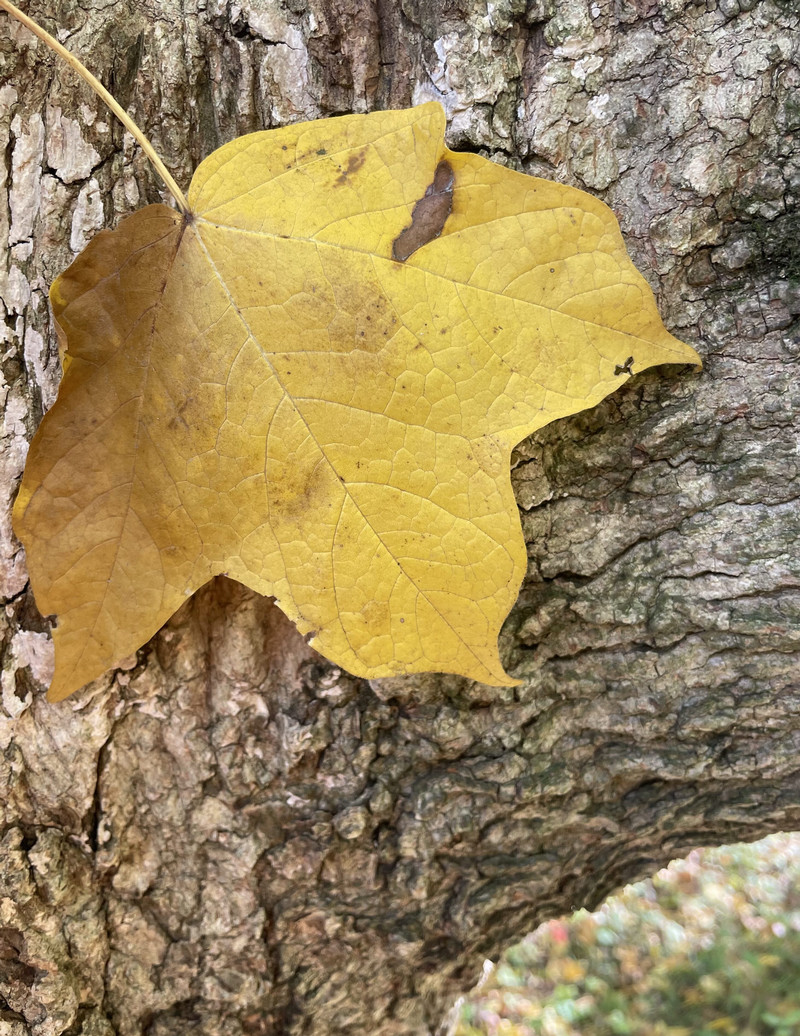Black maple in fall