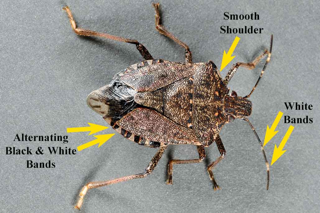 Brown marmorated stink bug