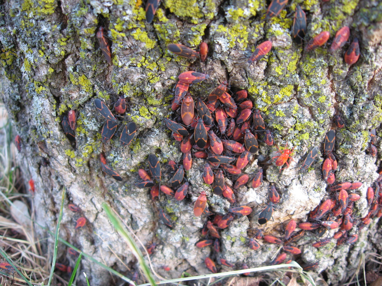 boxelder bugs