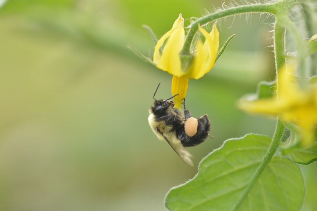 bumblebee on tomato flower