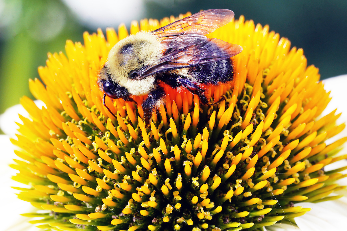 bumblebee on coneflower