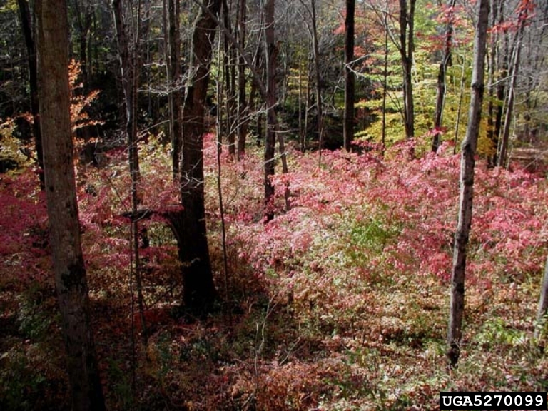 Burning bush in forest understory, Leslie J. Mehrhoff, University of Connecticut, Bugwood.org