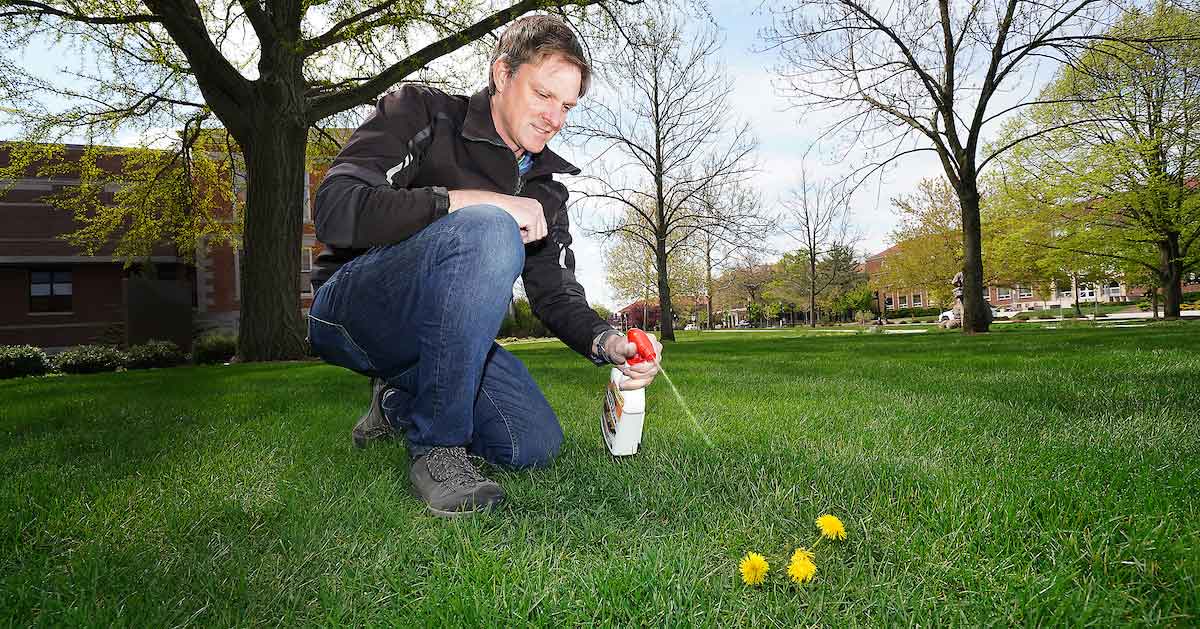 Cale Bigelow spot sprays dandelion