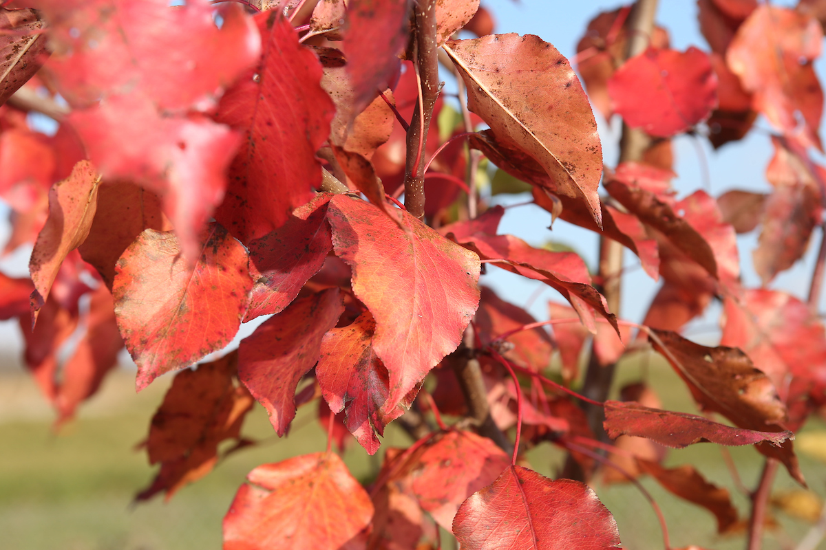 callery pear
