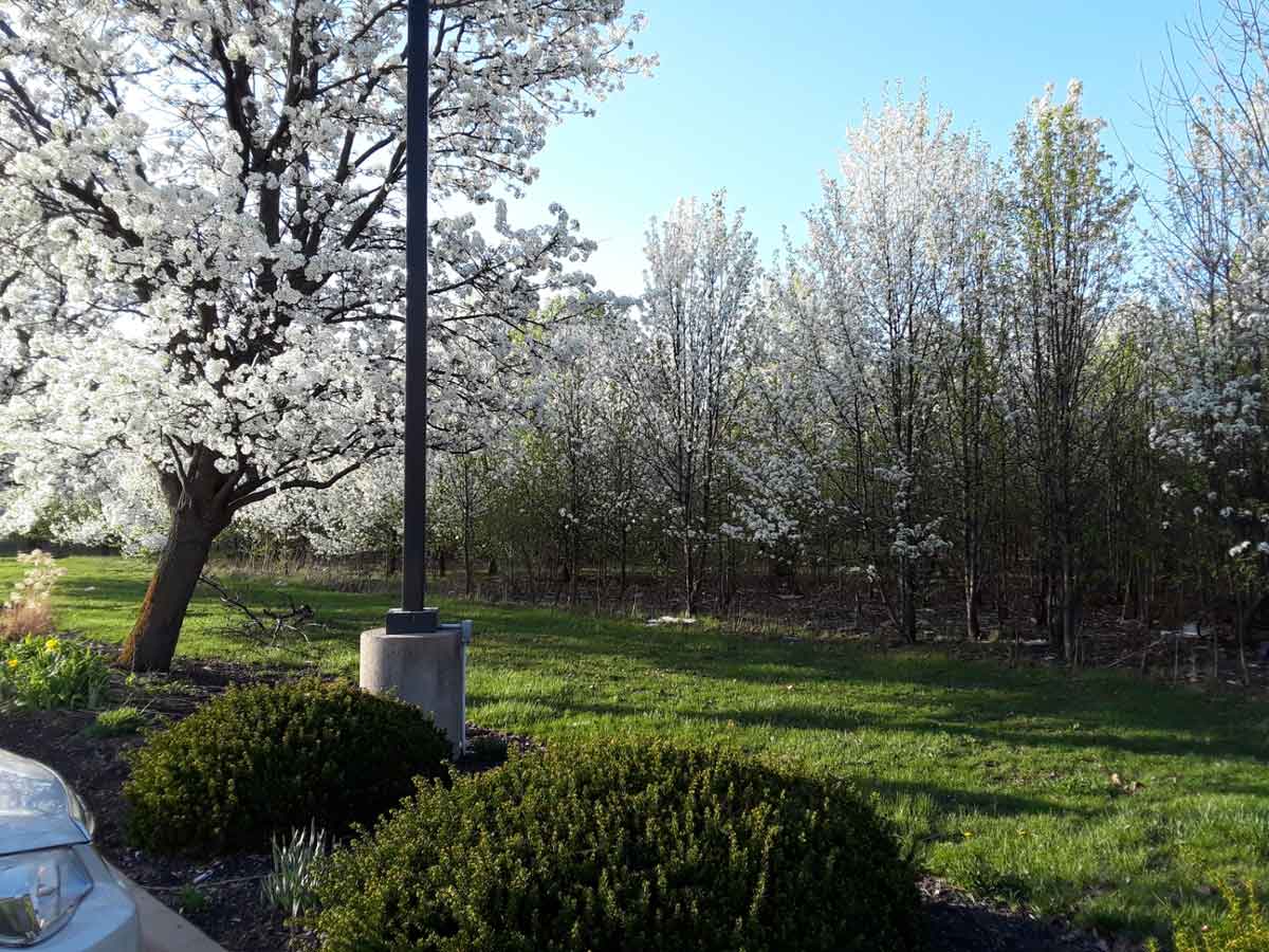 callery pear